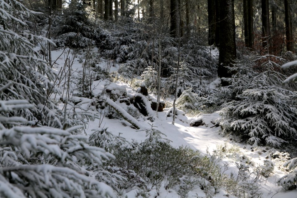 Around Weilquellpfad Taunus with snow 2021-04-06 20