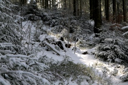 Around Weilquellpfad Taunus with snow 2021-04-06 20