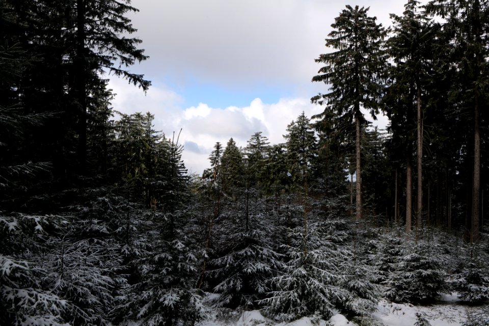 Around Weilquellpfad Taunus with snow 2021-04-06 41