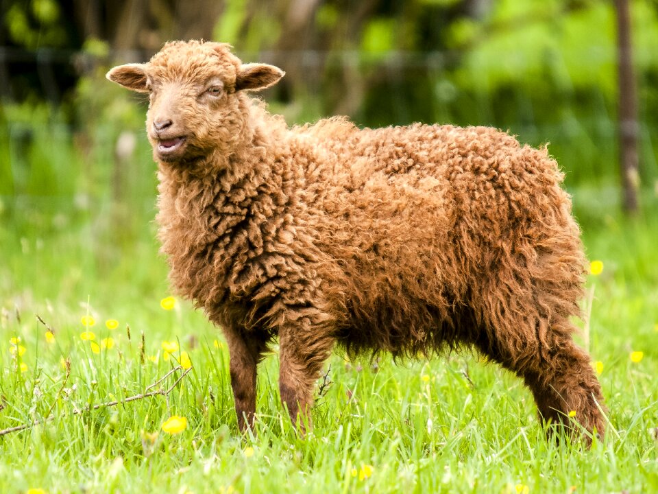Animal mammal nature