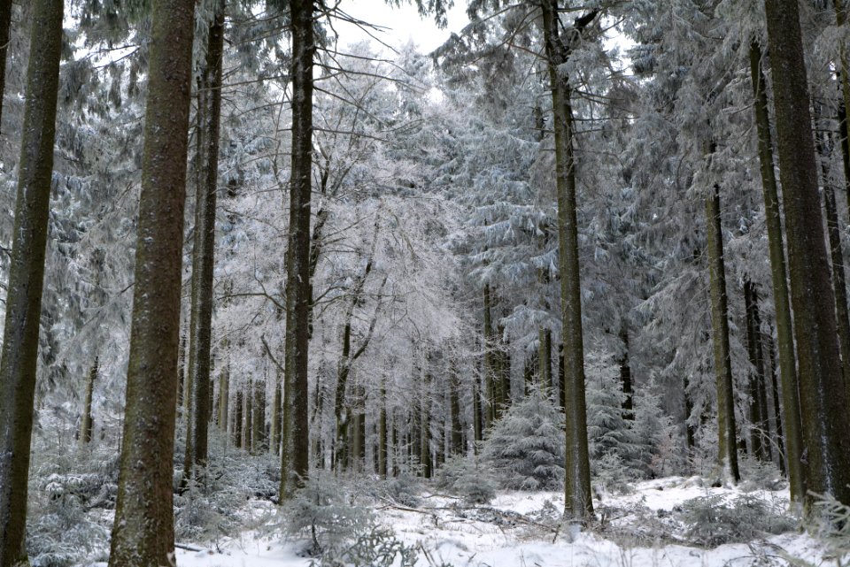 Around Weilquellpfad Taunus with snow 2021-04-06 57