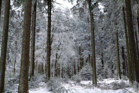 Around Weilquellpfad Taunus with snow 2021-04-06 57