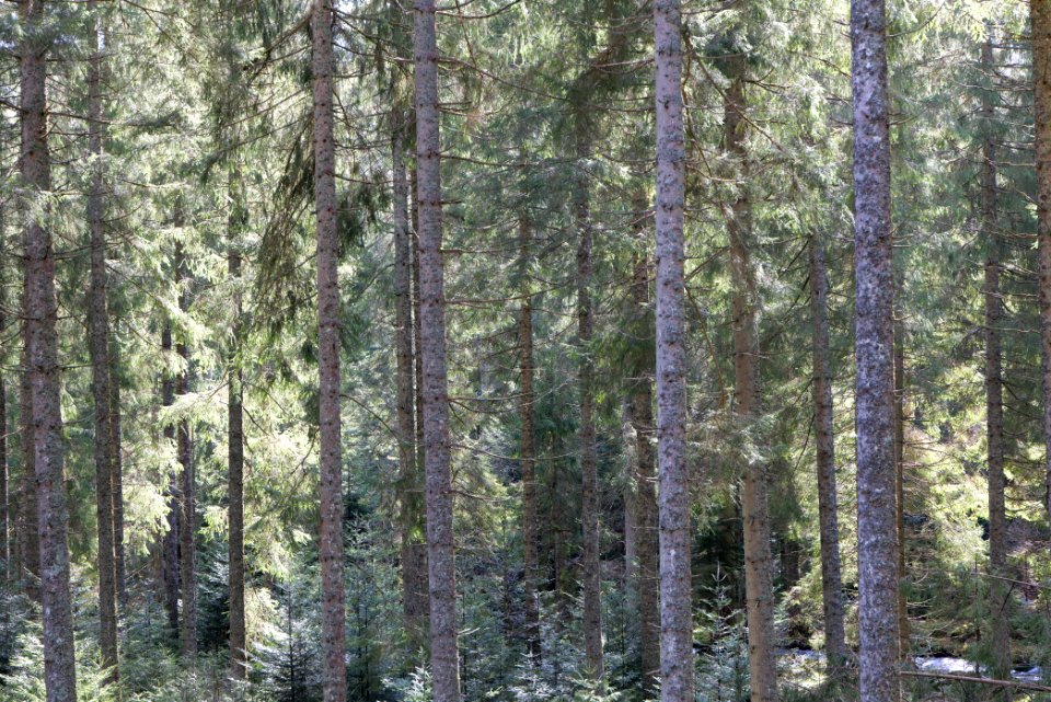 Around Schwarzenbach Northern Black Forest 2020-03-15 39