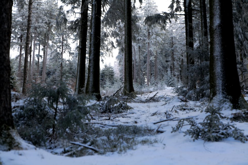 Around Weilquellpfad Taunus with snow 2021-04-06 59