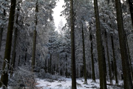 Around Weilquellpfad Taunus with snow 2021-04-06 54
