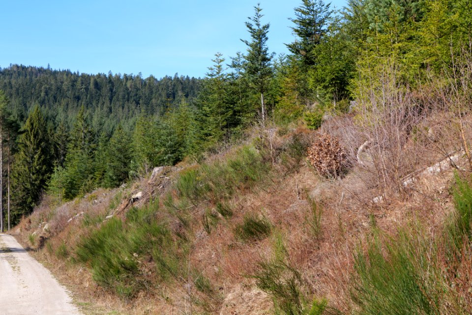 Around Schwarzenbachtalsperre 2020-03-15 01