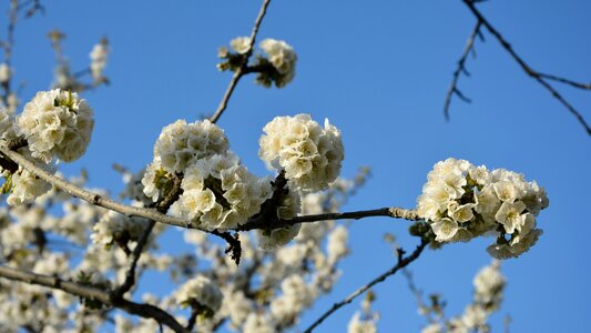 Spring nature spring flowers