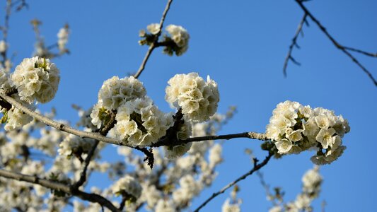 Spring nature spring flowers photo