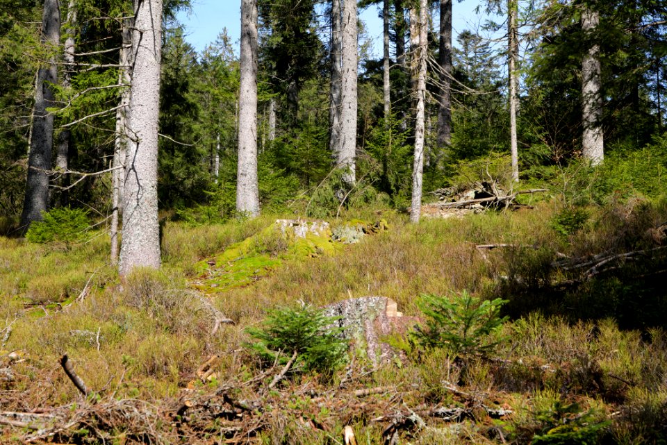 Around Schwarzenbach Northern Black Forest 2020-03-15 73