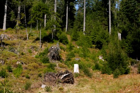 Around Schwarzenbach Northern Black Forest 2020-03-15 70