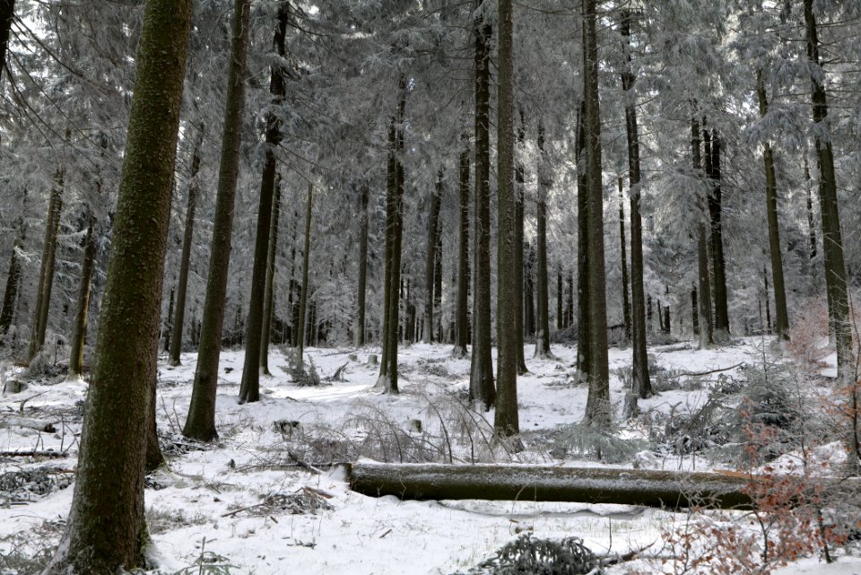 Around Weilquellpfad Taunus with snow 2021-04-06 45