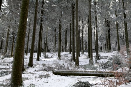 Around Weilquellpfad Taunus with snow 2021-04-06 45