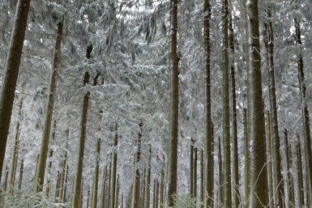 Around Weilquellpfad Taunus with snow 2021-04-06 29