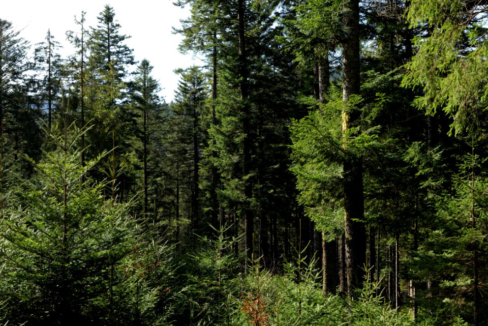 Around Schwarzenbach Northern Black Forest 2020-03-15 17