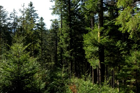 Around Schwarzenbach Northern Black Forest 2020-03-15 17