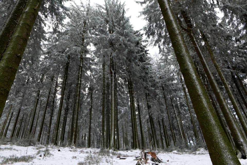 Around Weilquellpfad Taunus with snow 2021-04-06 24