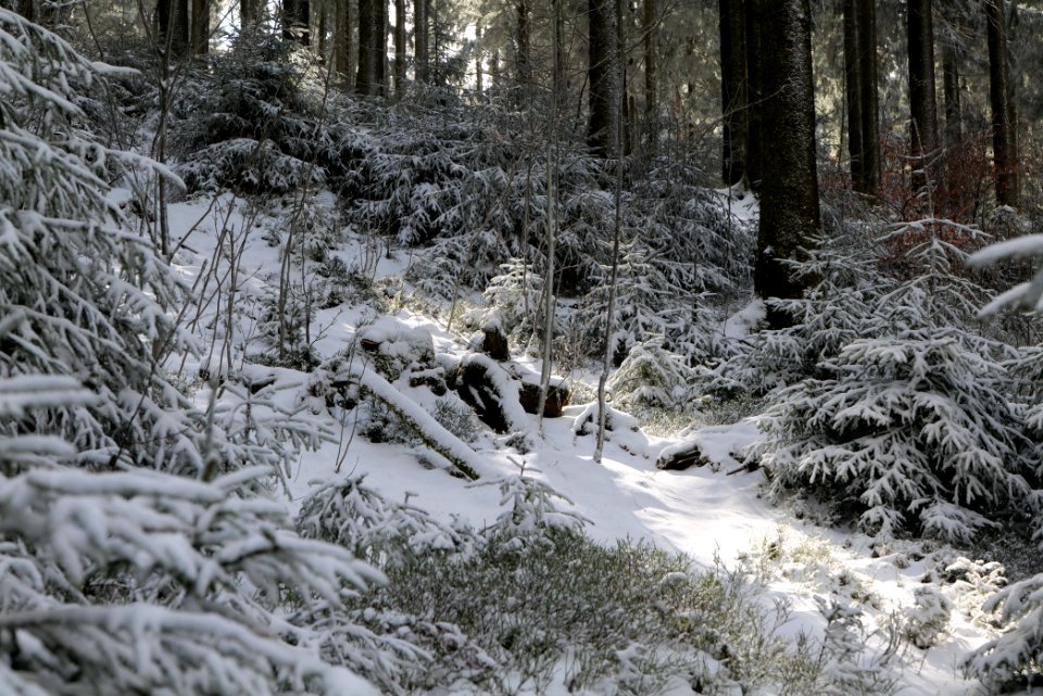 Around Weilquellpfad Taunus with snow 2021-04-06 21