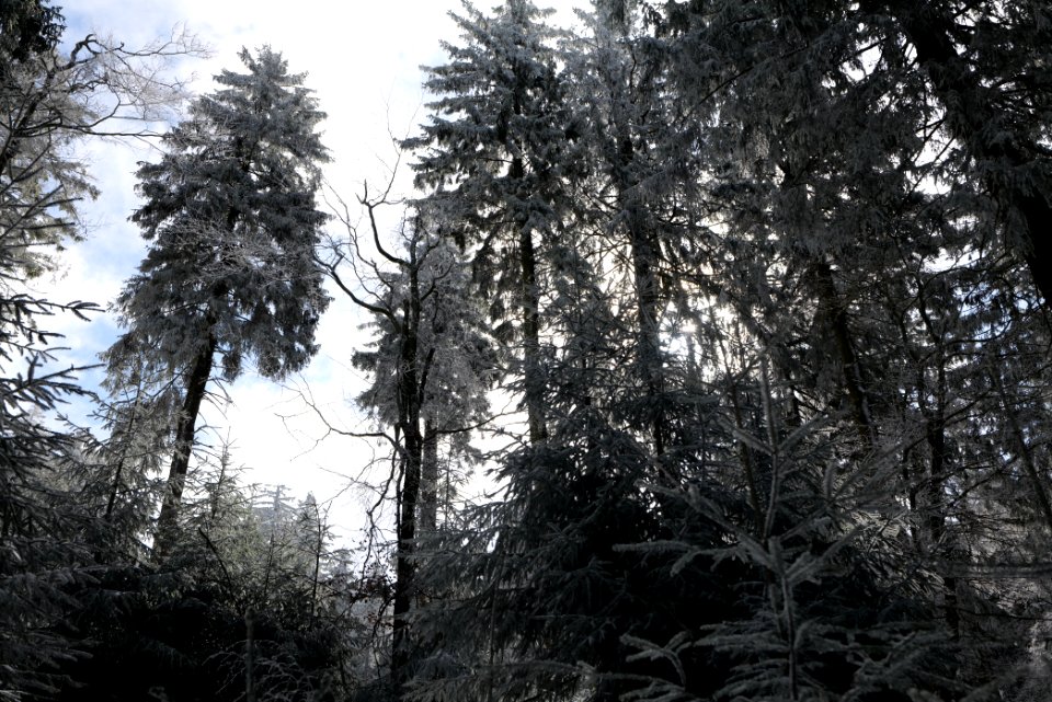 Around Weilquellpfad Taunus with snow 2021-04-06 61