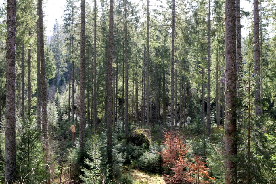 Around Schwarzenbach Northern Black Forest 2020-03-15 77