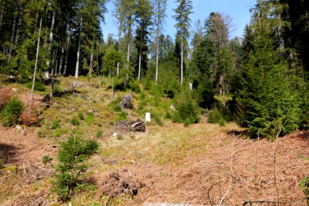 Around Schwarzenbach Northern Black Forest 2020-03-15 66