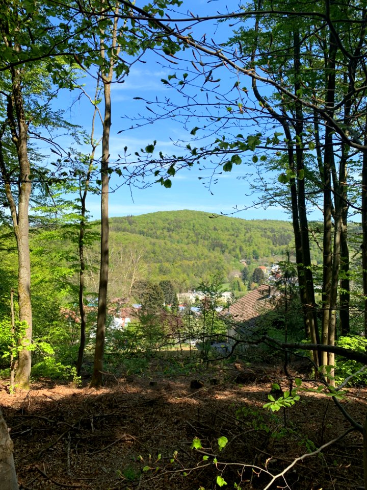 Arnoldshain, Großer Eichwald