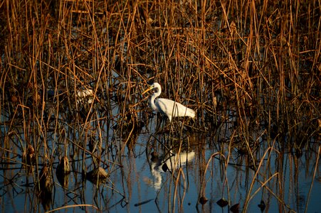 Animal nature outdoor