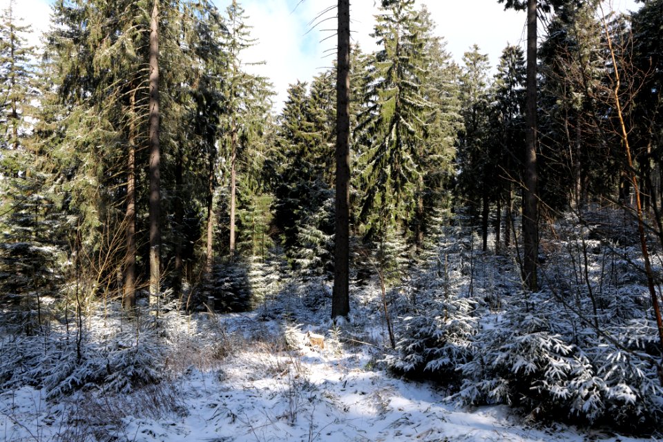 Around Weilquellpfad Taunus with snow 2021-04-06 11