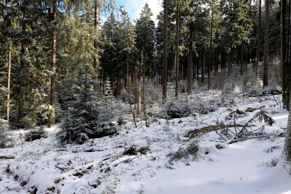 Around Weilquellpfad Taunus with snow 2021-04-06 08