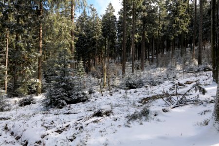 Around Weilquellpfad Taunus with snow 2021-04-06 08