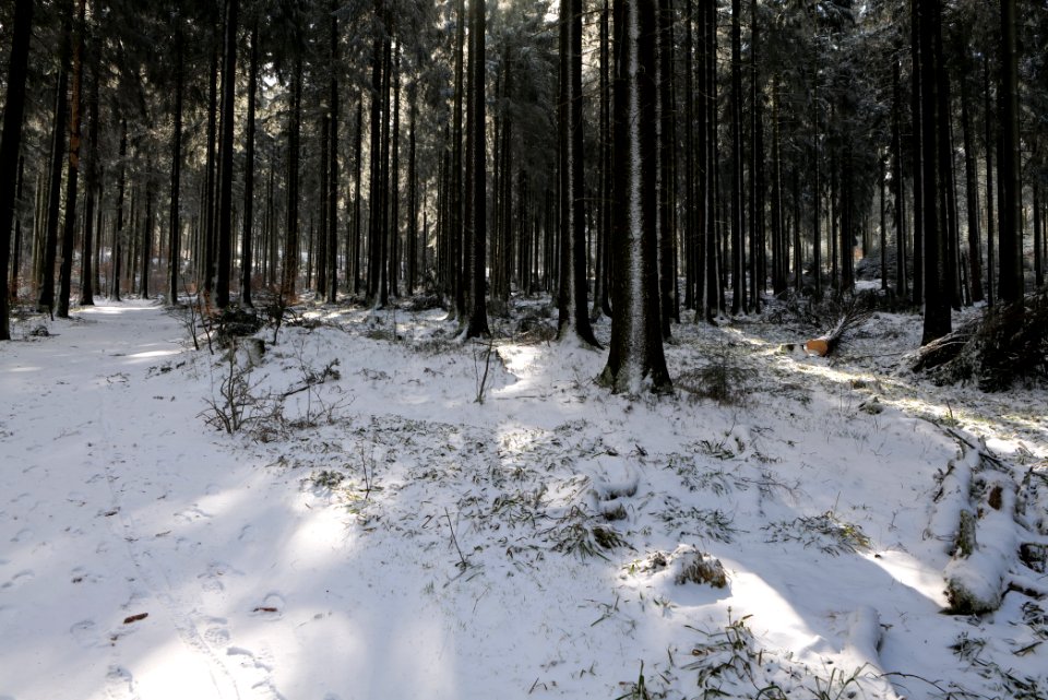 Around Weilquellpfad Taunus with snow 2021-04-06 02