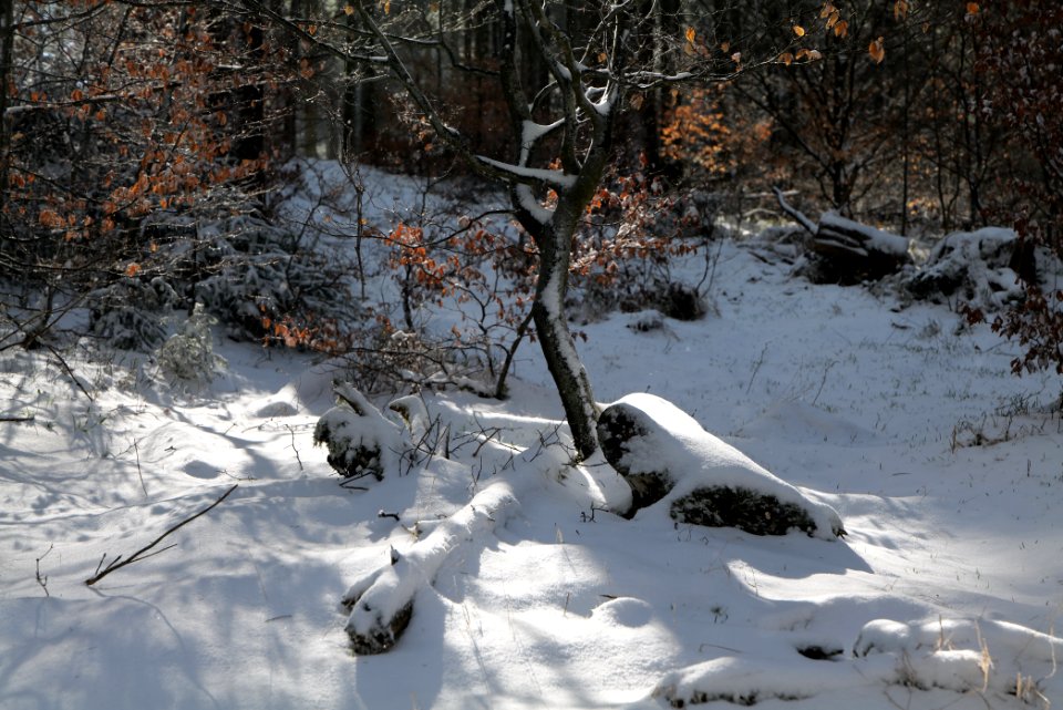 Around Weilquellpfad Taunus with snow 2021-04-06 17