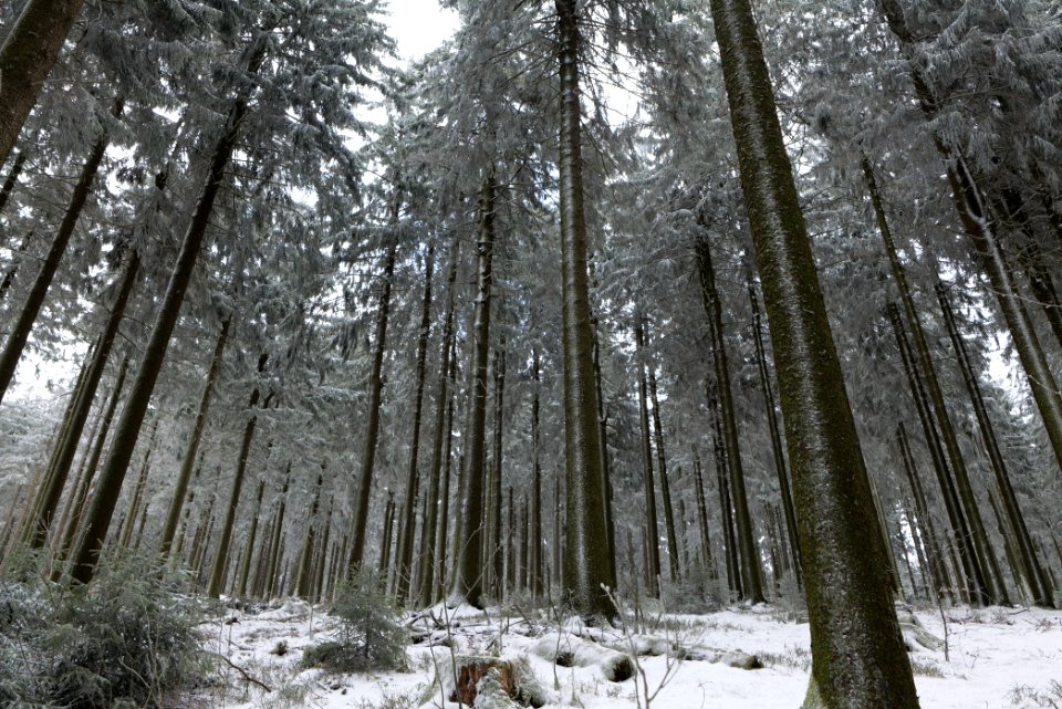 Around Weilquellpfad Taunus with snow 2021-04-06 31