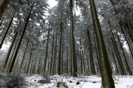Around Weilquellpfad Taunus with snow 2021-04-06 31