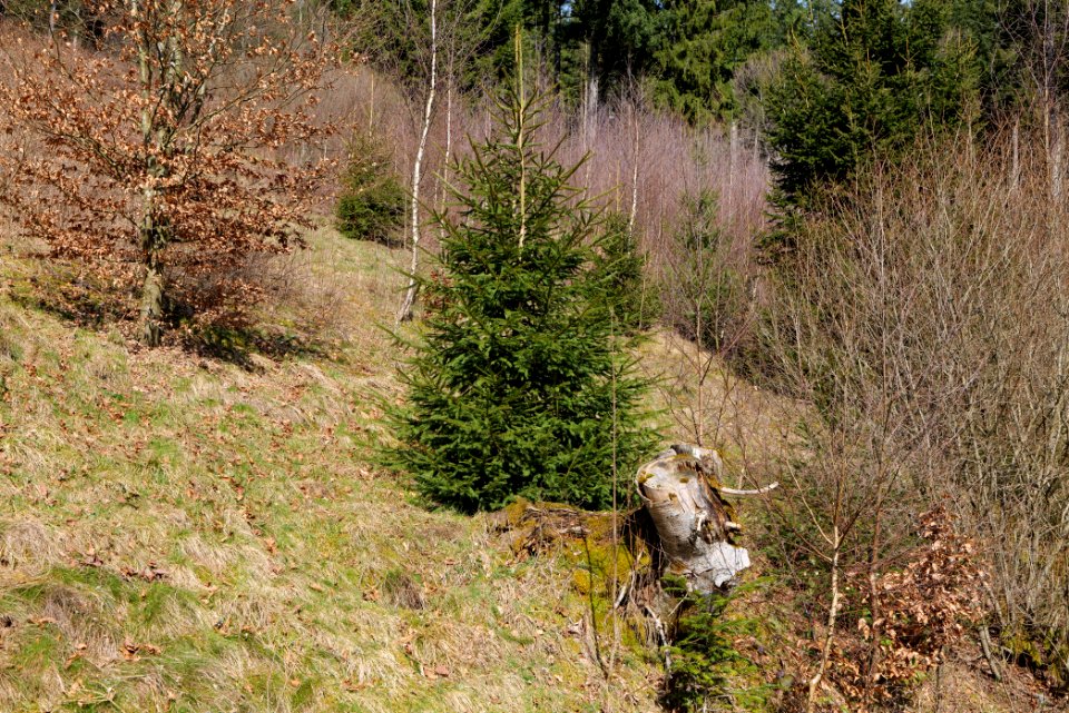 Around Schwarzenbachtalsperre 2020-03-15 04