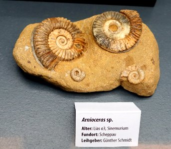 Arnioceras sp. - Naturhistorisches Museum, Braunschweig, Germany - DSC05131
