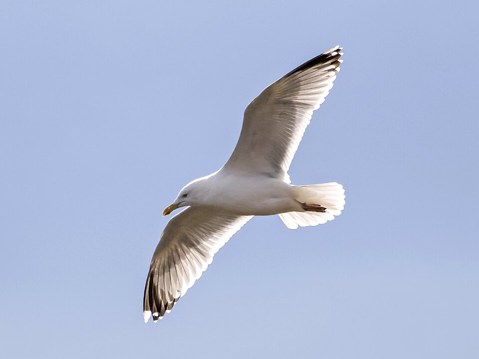 Water bird nature animal