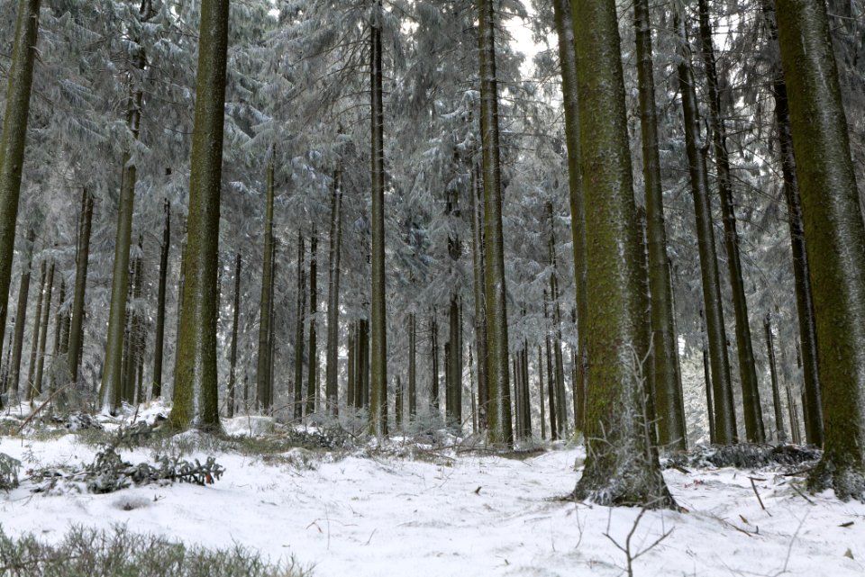 Around Weilquellpfad Taunus with snow 2021-04-06 35