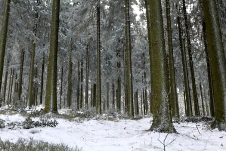 Around Weilquellpfad Taunus with snow 2021-04-06 35