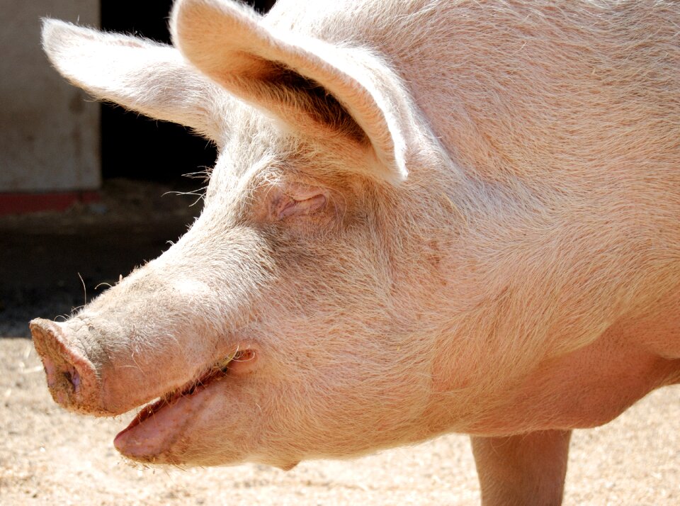 Saved from slaughter she enjoys her life on the farm brown shoes