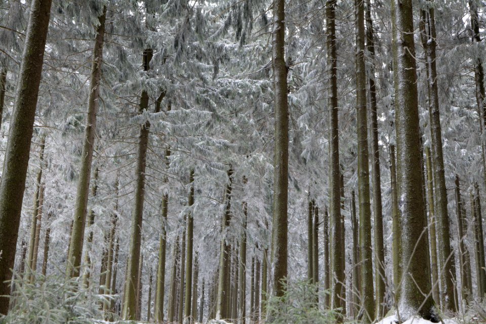 Around Weilquellpfad Taunus with snow 2021-04-06 28