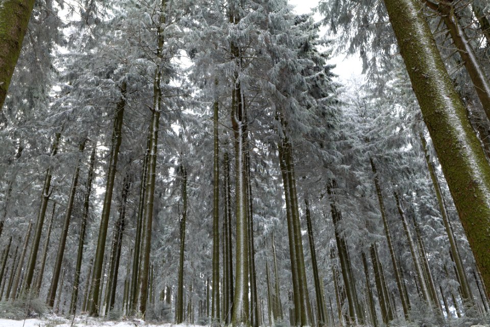 Around Weilquellpfad Taunus with snow 2021-04-06 26