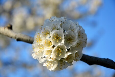 Spring nature spring flowers