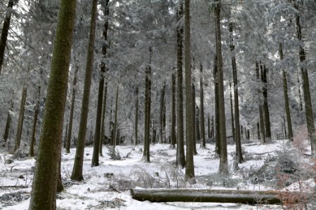 Around Weilquellpfad Taunus with snow 2021-04-06 44