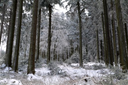 Around Weilquellpfad Taunus with snow 2021-04-06 58