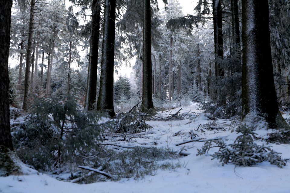Around Weilquellpfad Taunus with snow 2021-04-06 60
