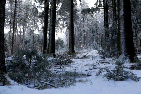 Around Weilquellpfad Taunus with snow 2021-04-06 60