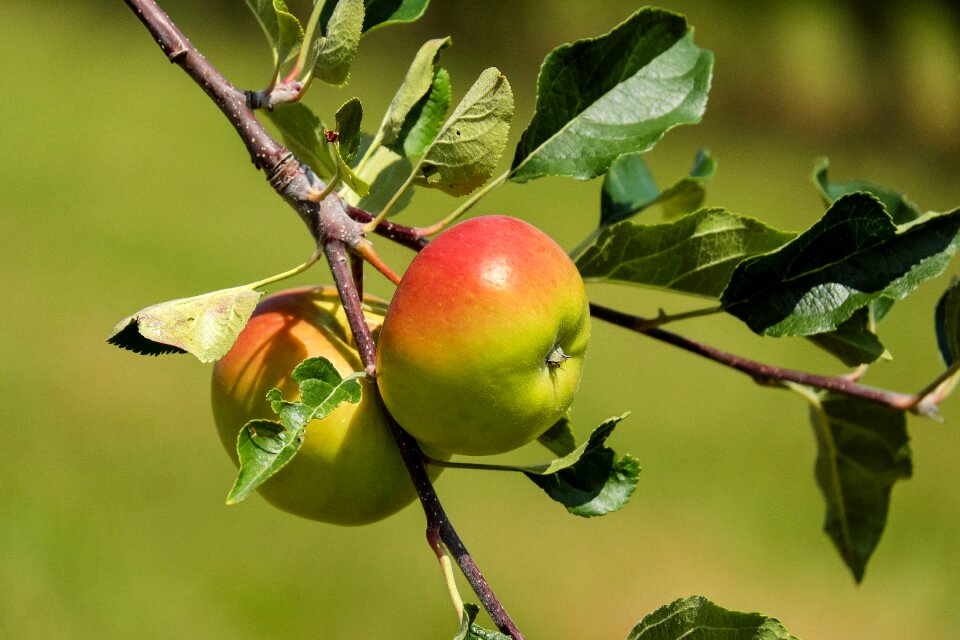 Red green apple tree nature