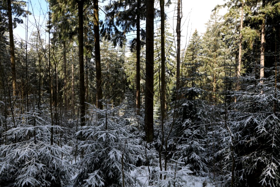 Around Weilquellpfad Taunus with snow 2021-04-06 19