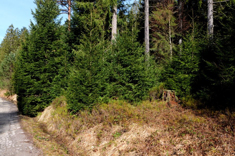 Around Schwarzenbach Northern Black Forest 2020-03-15 09