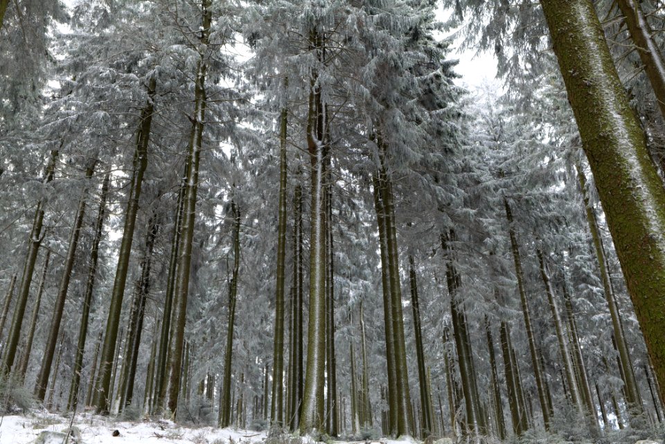 Around Weilquellpfad Taunus with snow 2021-04-06 27